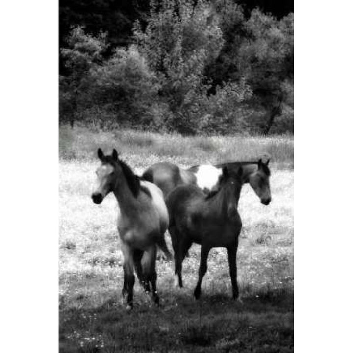 The Horses Three I Poster Print by Alan Hausenflock-VARPDXPSHSF907 Image 1