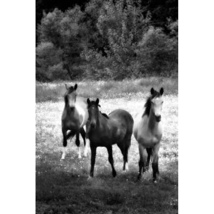 The Horses Three II Poster Print by Alan Hausenflock-VARPDXPSHSF908 Image 1