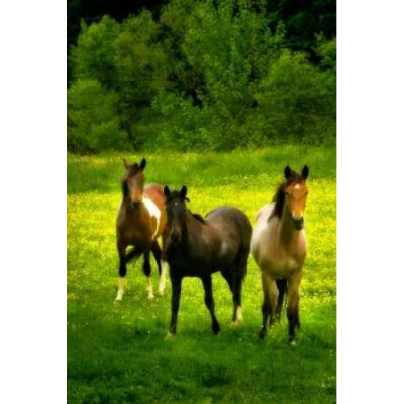 The Horses Three II Poster Print by Alan Hausenflock-VARPDXPSHSF910 Image 1