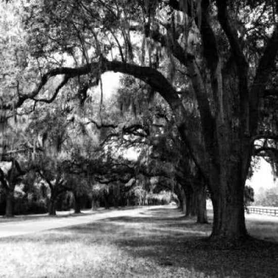 Charleston Oaks Sq IX Poster Print by Alan Hausenflock-VARPDXPSHSF994 Image 1