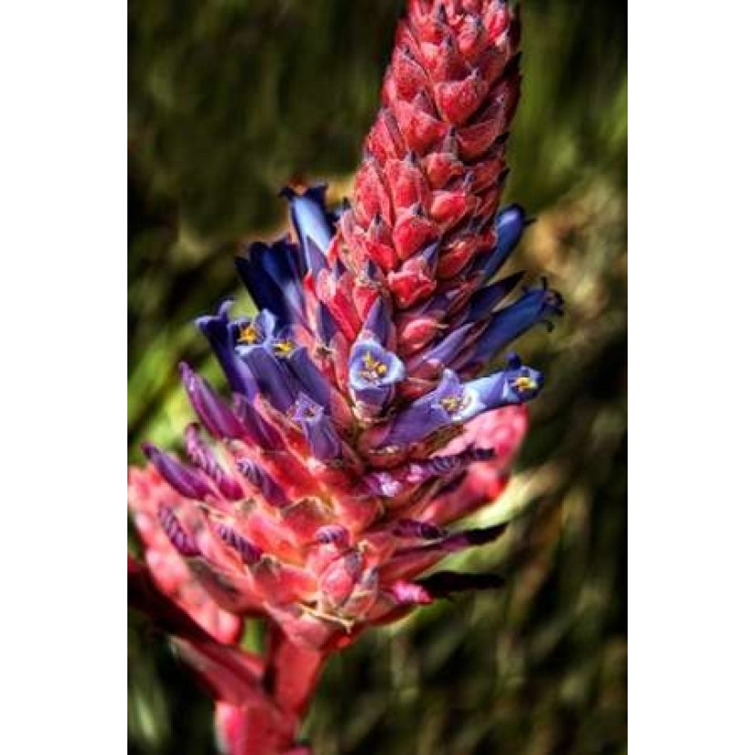 Blue and Red Flower Poster Print by George Johnson-VARPDXPSJSN198 Image 1