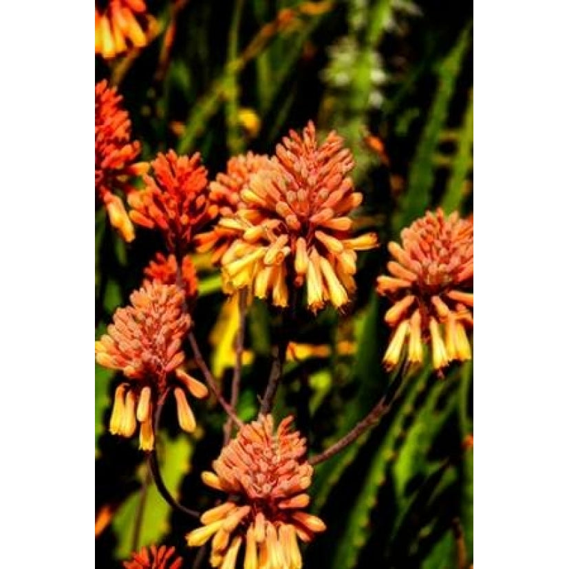 Yellow and Orange Flowers Poster Print by George Johnson-VARPDXPSJSN199 Image 1