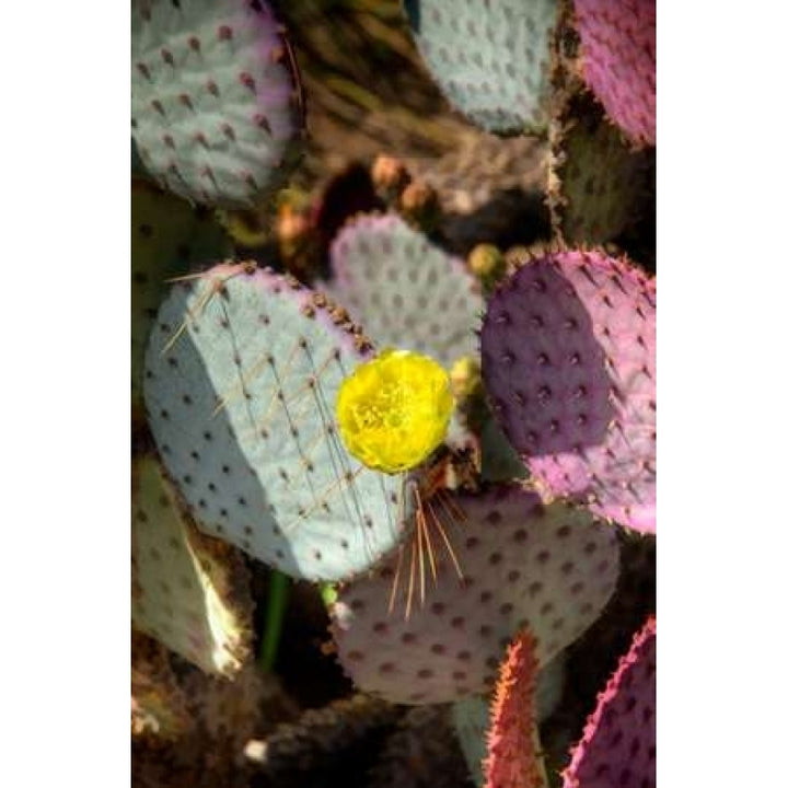 Cactus Flowers III Poster Print by George Johnson-VARPDXPSJSN202 Image 1