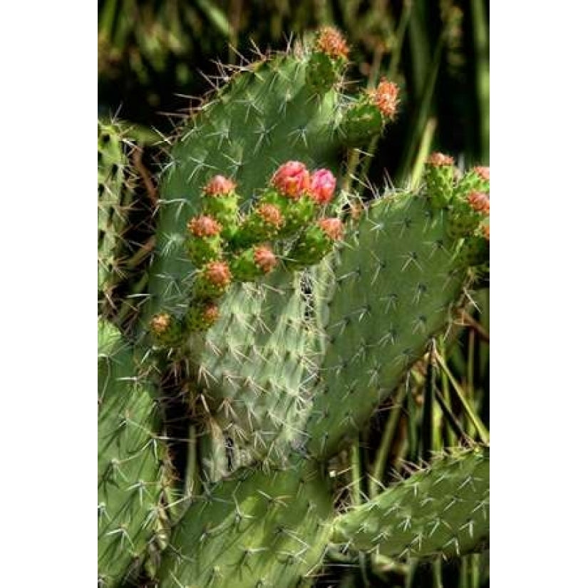 Cactus Flowers II Poster Print by George Johnson-VARPDXPSJSN201 Image 1