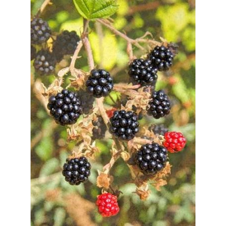 Geroges Wild Berries Poster Print by George Johnson-VARPDXPSJSN266 Image 1