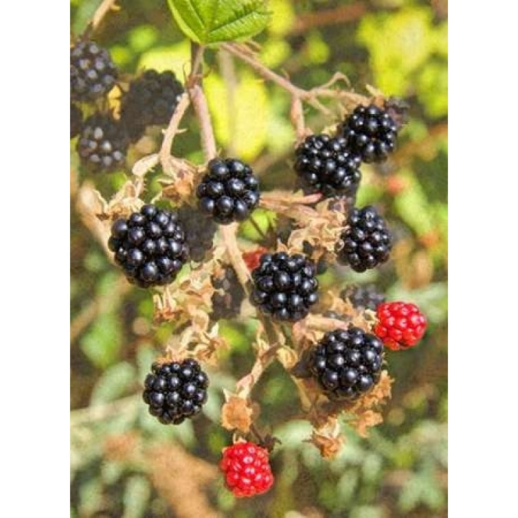 Geroges Wild Berries Poster Print by George Johnson-VARPDXPSJSN266 Image 1