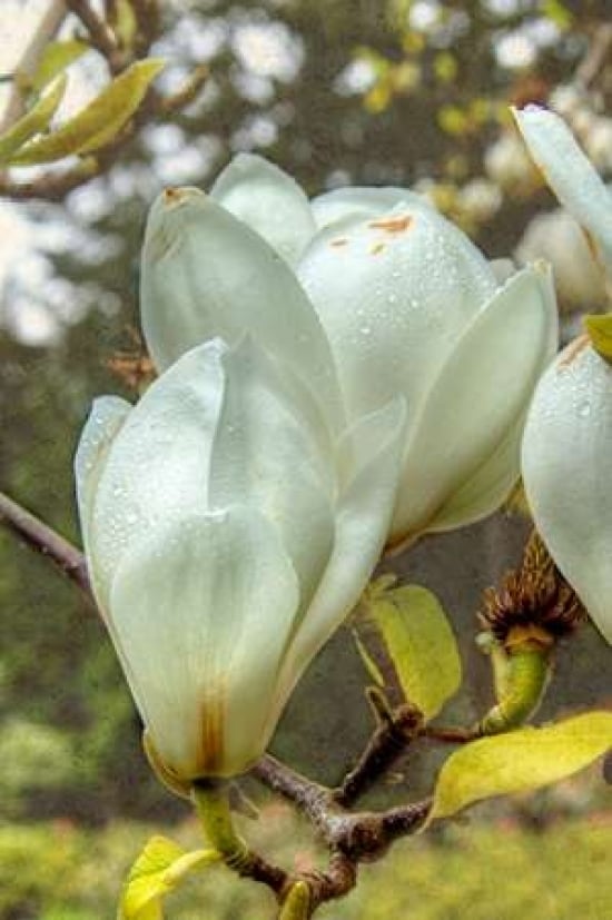 White Tulip Tree II Poster Print by George Johnson-VARPDXPSJSN285 Image 1