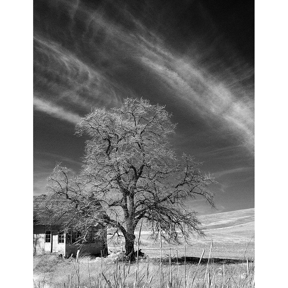 Palouse House and Tree Poster Print by George Johnson-VARPDXPSJSN313 Image 1