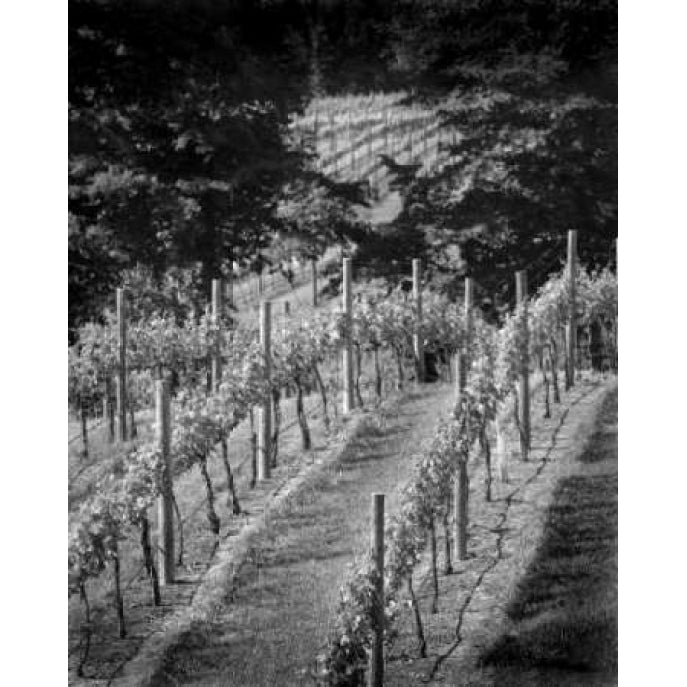 Vineyard I Poster Print by Scott Larson-VARPDXPSLAR135 Image 2