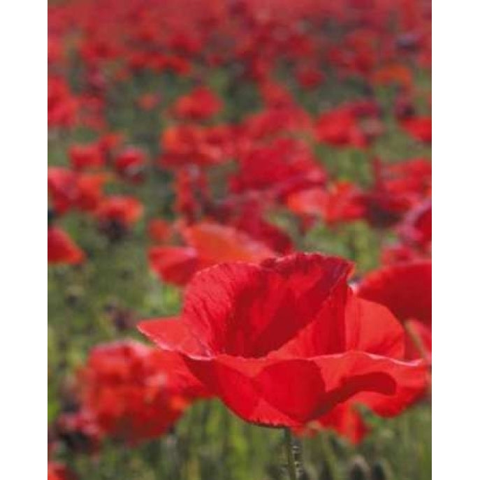 Poppy Field I Poster Print by Scott Larson-VARPDXPSLAR211 Image 1