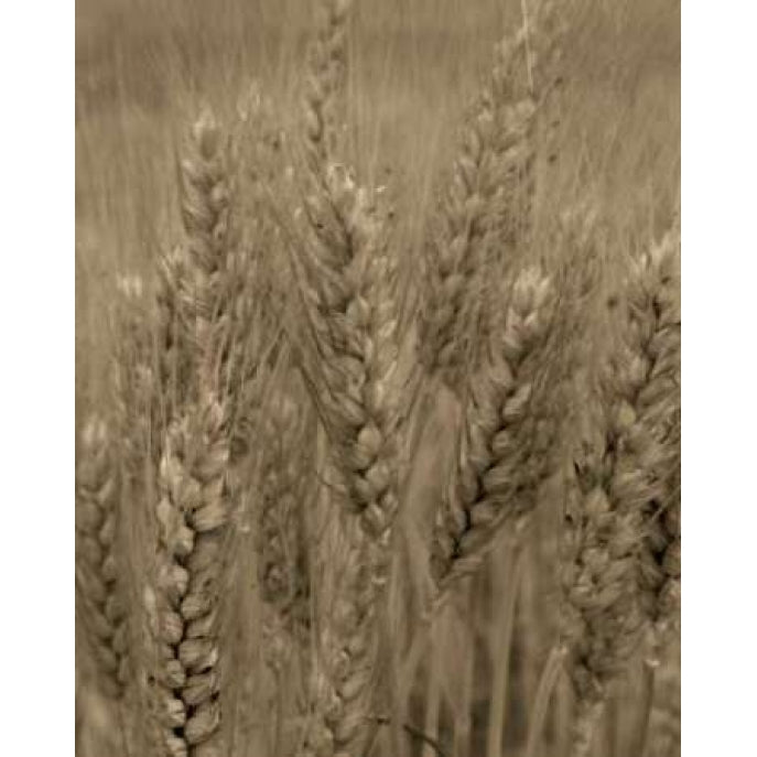 Turning Grain V Poster Print by Scott Larson-VARPDXPSLAR236 Image 1