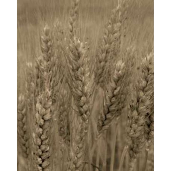 Turning Grain V Poster Print by Scott Larson-VARPDXPSLAR236 Image 2