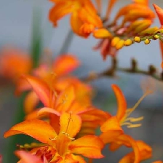 Orange Lilies I Poster Print by Ike Leahy-VARPDXPSLHY276 Image 1