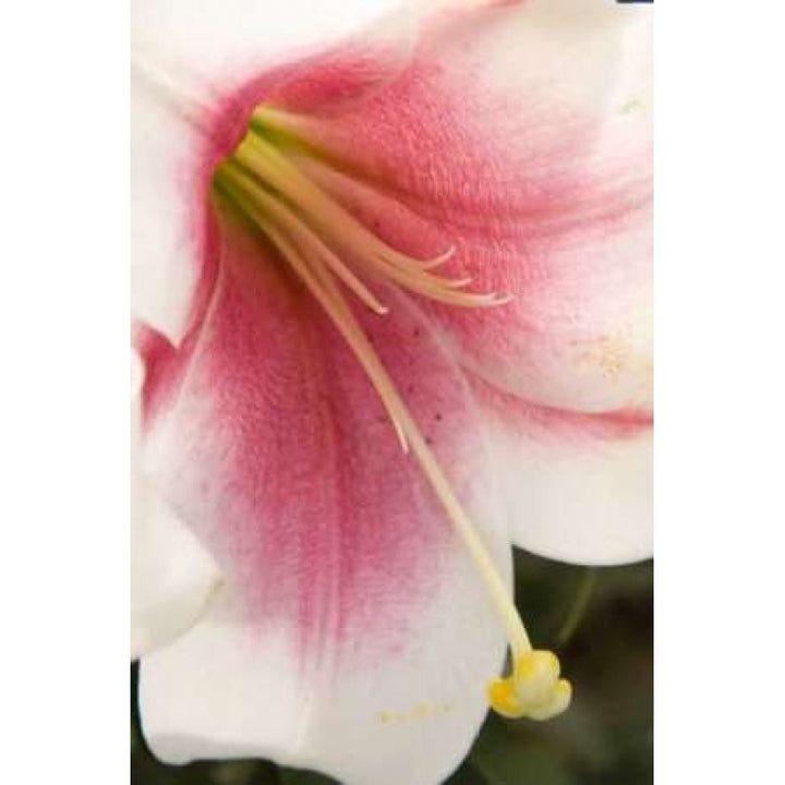 Soft Pink Lily II Poster Print by Maureen Love-VARPDXPSLOV170 Image 1