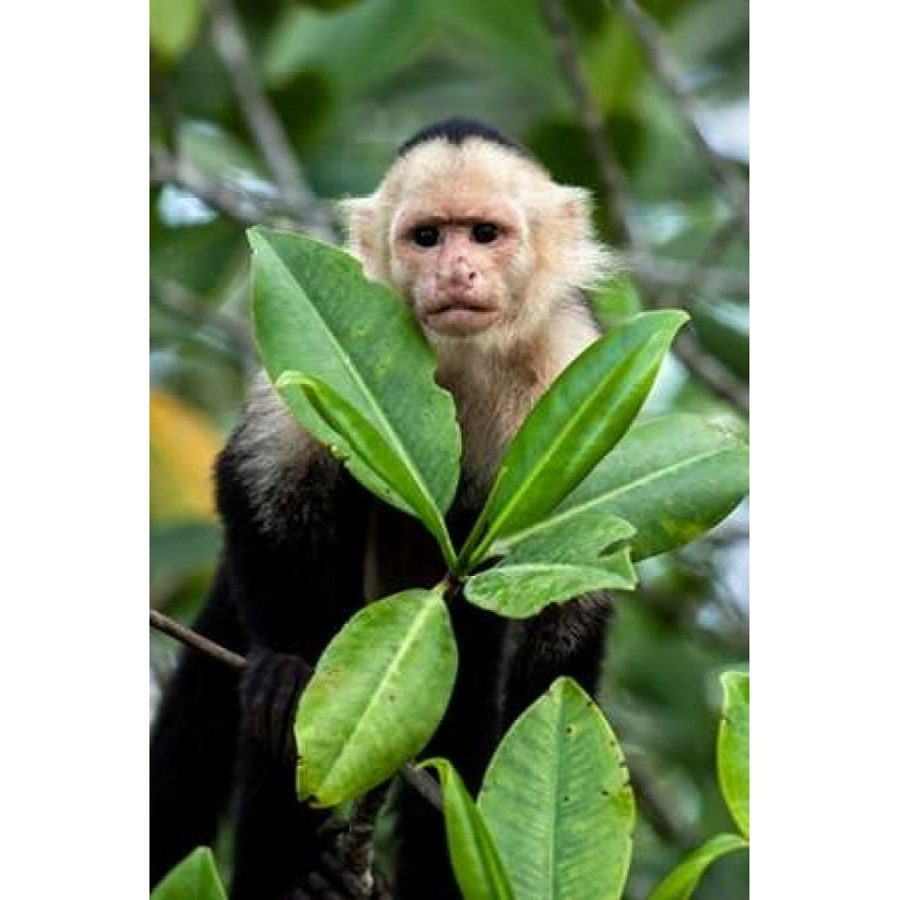 Capuchin Monkey I Poster Print by Larry Malvin-VARPDXPSMAL243 Image 1