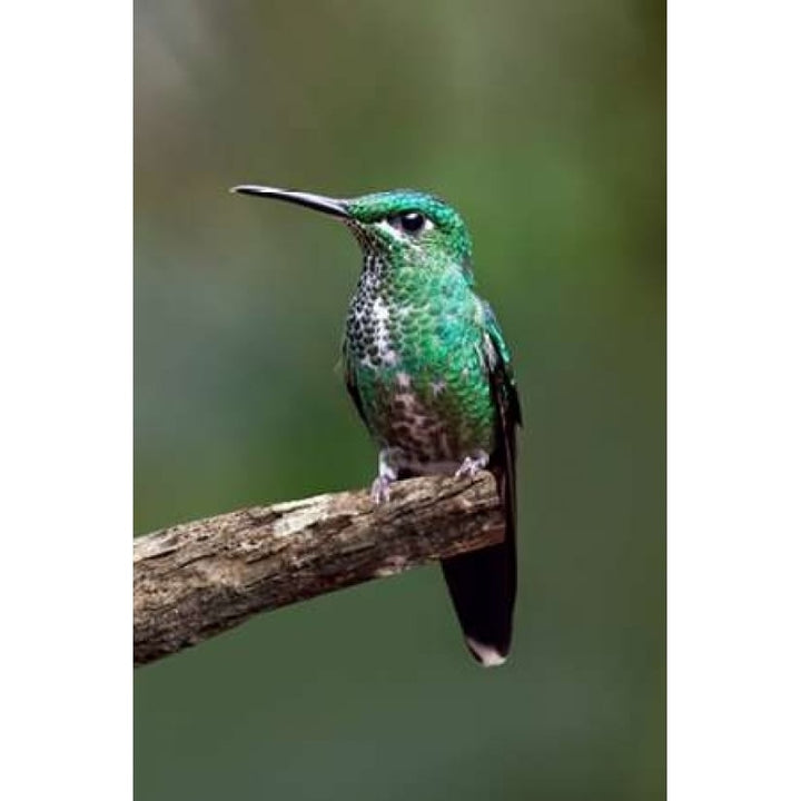 Hummingbird IV Poster Print by Larry Malvin-VARPDXPSMAL234 Image 1