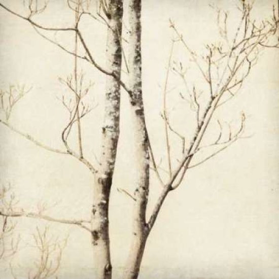 Winter Trees II Poster Print by Amy Melious-VARPDXPSMEL103 Image 1