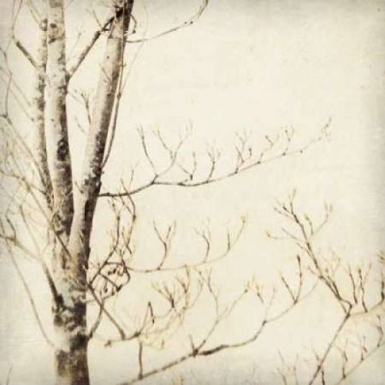 Winter Trees I Poster Print by Amy Melious-VARPDXPSMEL102 Image 1