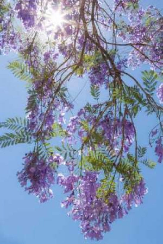 Jacaranda Tree II Poster Print by Kathy Mahan-VARPDXPSMHN208 Image 1