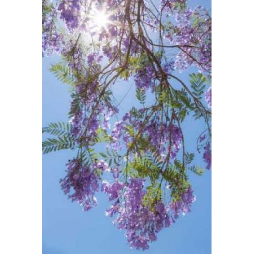 Jacaranda Tree II Poster Print by Kathy Mahan-VARPDXPSMHN208 Image 2