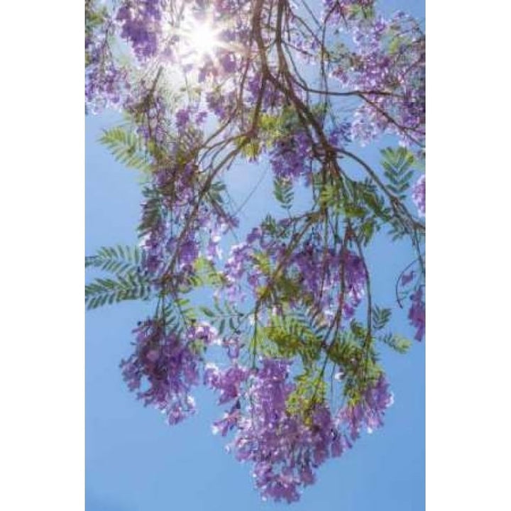 Jacaranda Tree II Poster Print by Kathy Mahan-VARPDXPSMHN208 Image 1