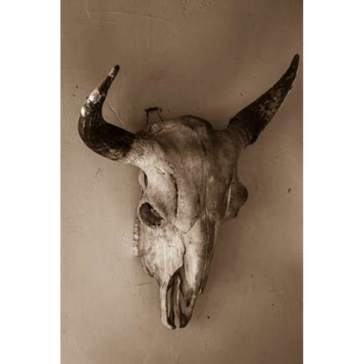 Steer Skull Poster Print by Kathy Mahan-VARPDXPSMHN340 Image 1