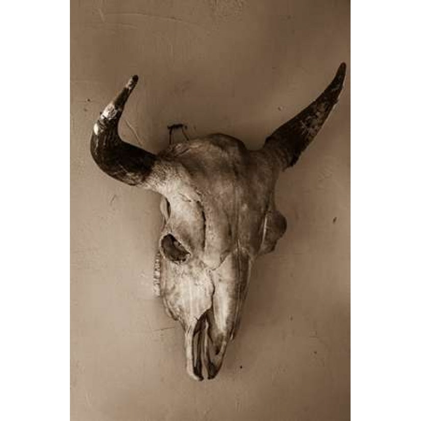 Steer Skull Poster Print by Kathy Mahan-VARPDXPSMHN340 Image 2