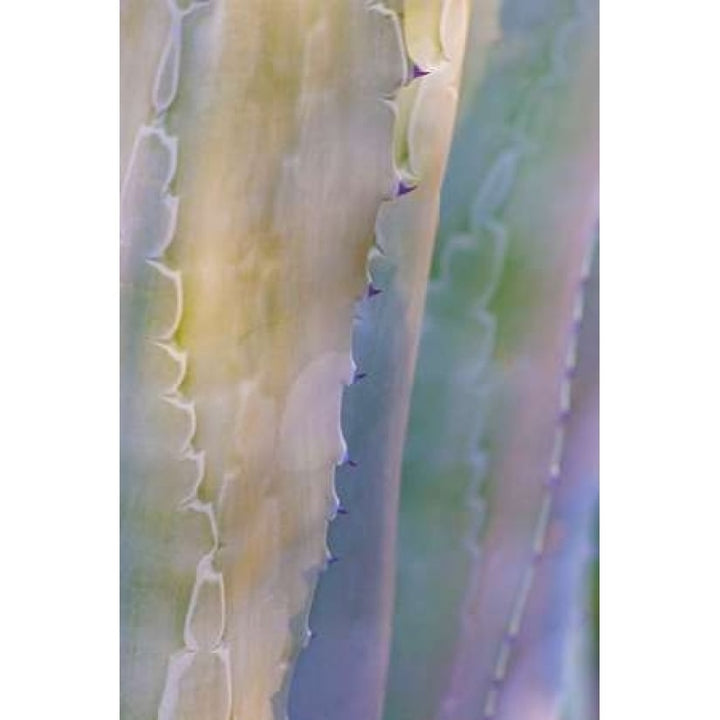 Agave I Poster Print by Kathy Mahan-VARPDXPSMHN427 Image 1