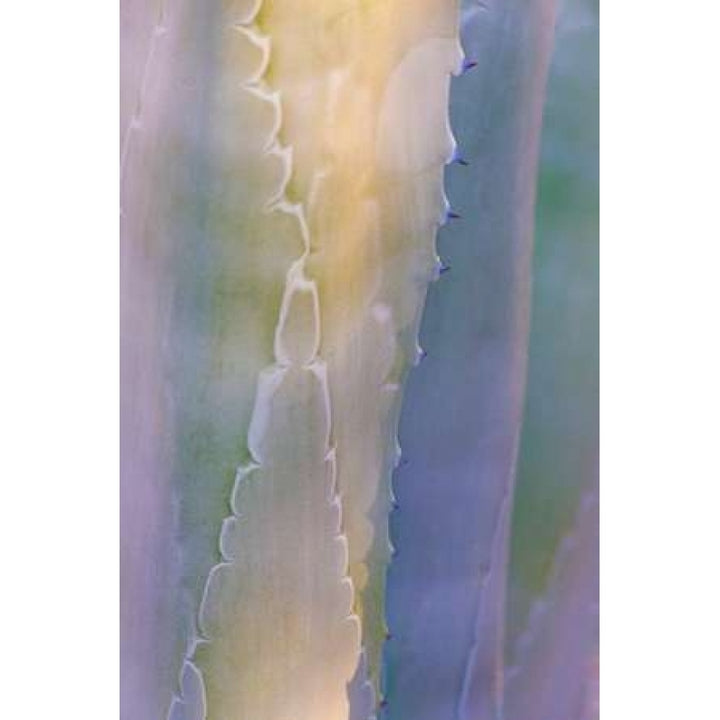 Agave III Poster Print by Kathy Mahan-VARPDXPSMHN429 Image 1