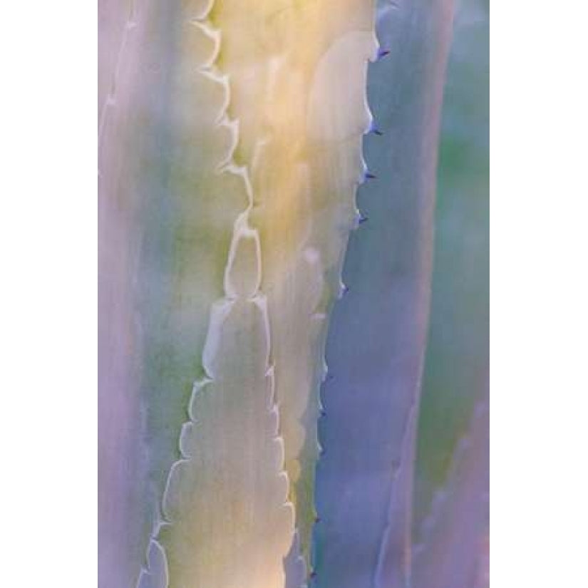 Agave III Poster Print by Kathy Mahan-VARPDXPSMHN429 Image 1