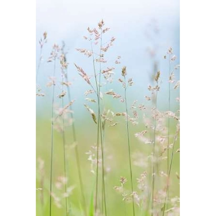 Guillemot Cove Grasses II Poster Print by Kathy Mahan-VARPDXPSMHN438 Image 1