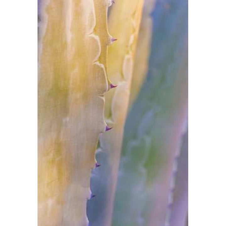 Agave II Poster Print by Kathy Mahan-VARPDXPSMHN428 Image 1