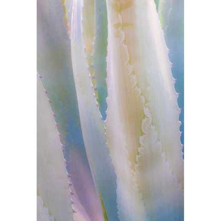 Agave IV Poster Print by Kathy Mahan-VARPDXPSMHN430 Image 1