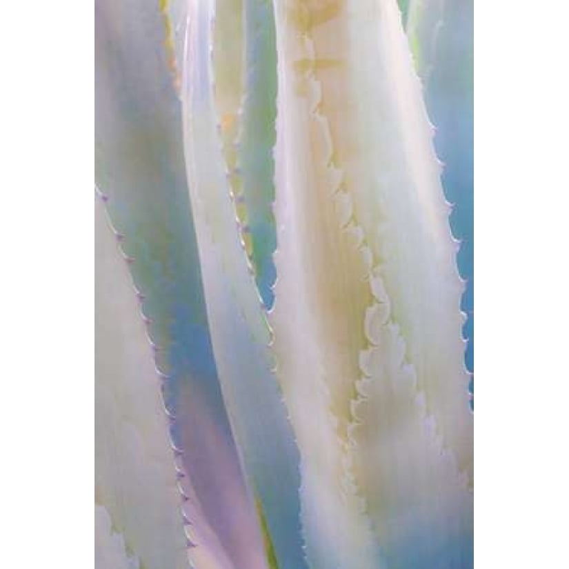 Agave IV Poster Print by Kathy Mahan-VARPDXPSMHN430 Image 2