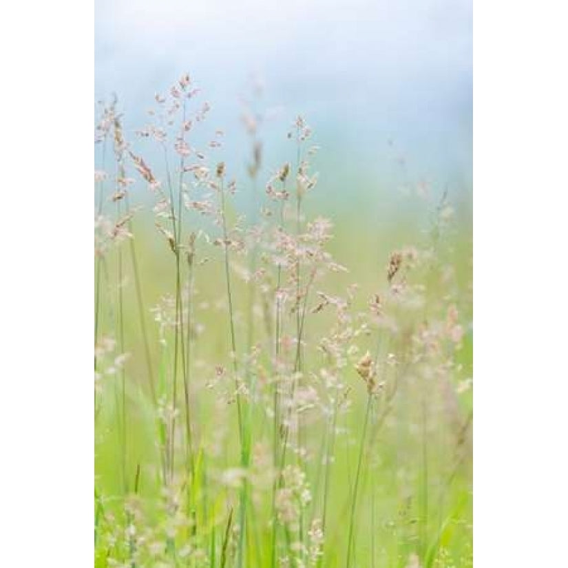 Guillemot Cove Grasses I Poster Print by Kathy Mahan-VARPDXPSMHN437 Image 2