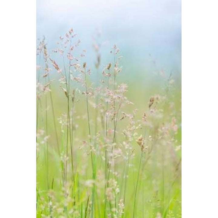 Guillemot Cove Grasses I Poster Print by Kathy Mahan-VARPDXPSMHN437 Image 1