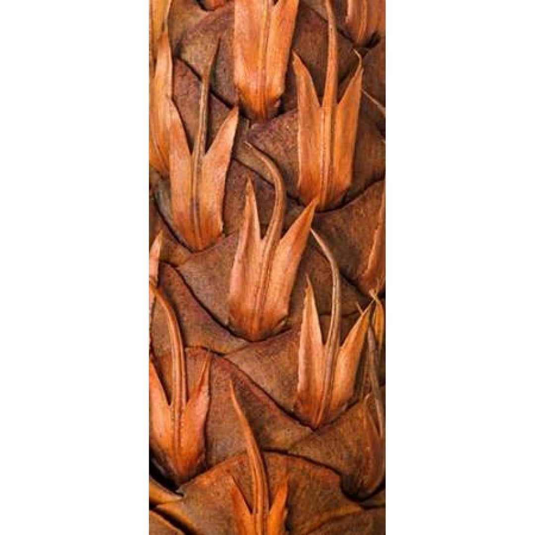 Pine Cone VI Poster Print by Kathy Mahan-VARPDXPSMHN509 Image 2