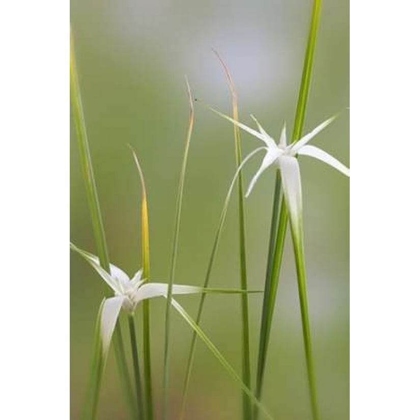 Star Grass I Poster Print by Kathy Mahan-VARPDXPSMHN570 Image 1