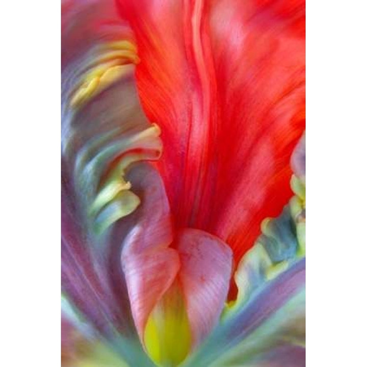 Parrot Tulip I Poster Print by Kathy Mahan-VARPDXPSMHN568 Image 1