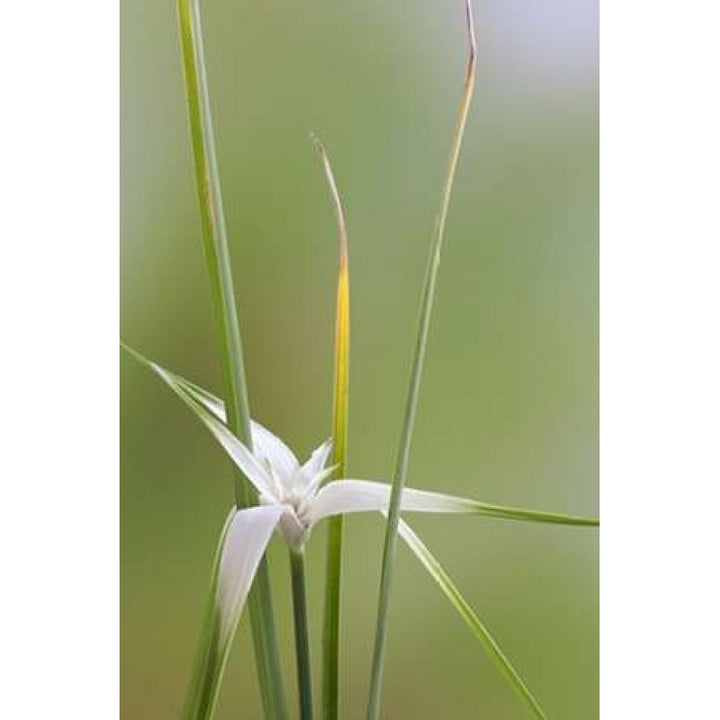 Star Grass II Poster Print by Kathy Mahan-VARPDXPSMHN571 Image 1