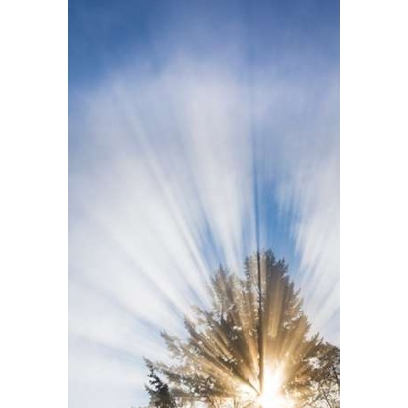 Sunburst I Poster Print by Kathy Mahan-VARPDXPSMHN580 Image 1