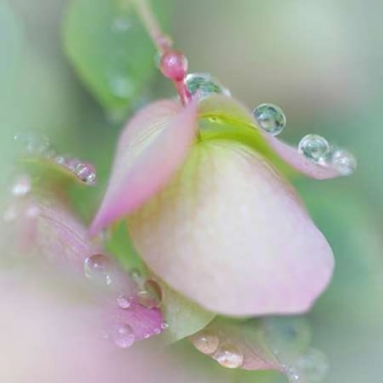 Dew Covered Oregano II Poster Print by Kathy Mahan-VARPDXPSMHN602 Image 1