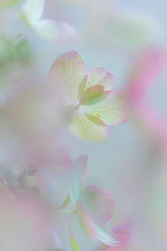 Hydrangea I Poster Print by Kathy Mahan-VARPDXPSMHN615 Image 1