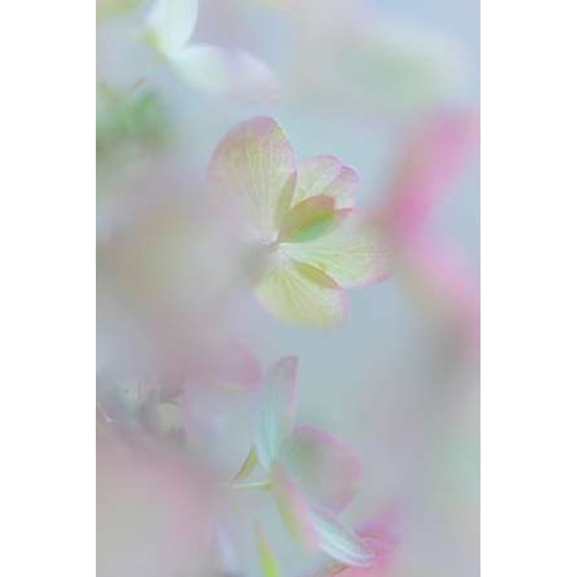 Hydrangea I Poster Print by Kathy Mahan-VARPDXPSMHN615 Image 2