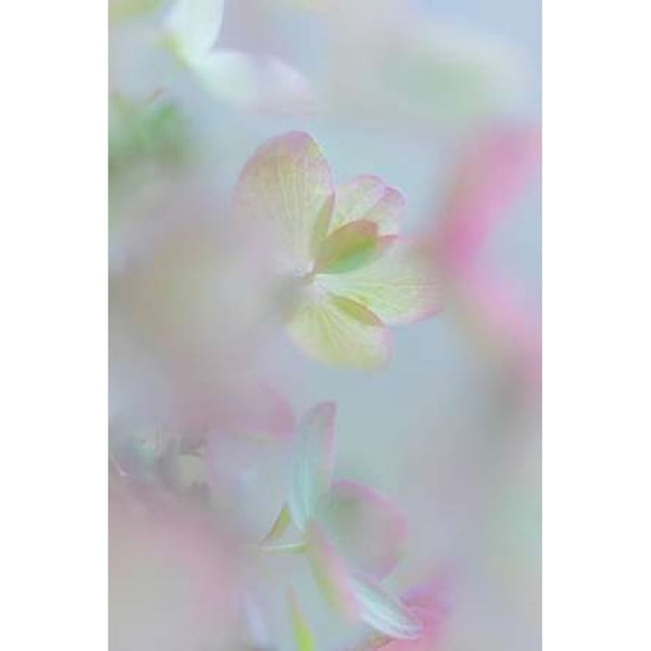 Hydrangea I Poster Print by Kathy Mahan-VARPDXPSMHN615 Image 1