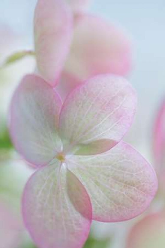 Hydrangea II Poster Print by Kathy Mahan-VARPDXPSMHN616 Image 1