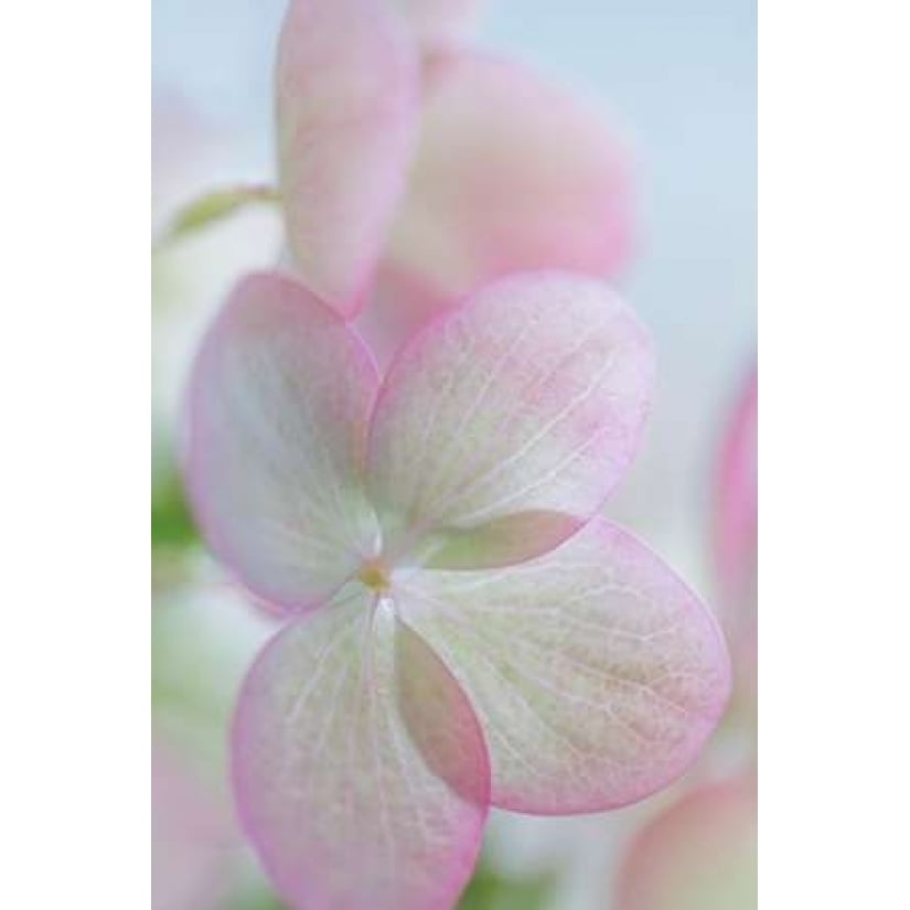 Hydrangea II Poster Print by Kathy Mahan-VARPDXPSMHN616 Image 2