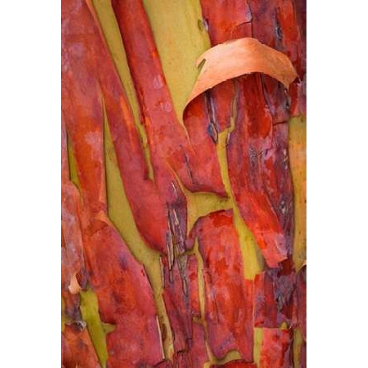 Madrona Bark I Poster Print by Kathy Mahan-VARPDXPSMHN633 Image 1