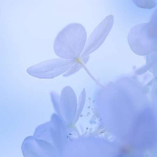 Hydrangea Blossom II Poster Print by Kathy Mahan-VARPDXPSMHN622 Image 2