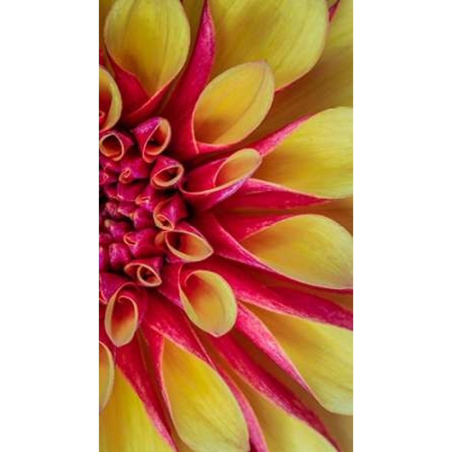 Red and Yellow Dahlia II Poster Print by Kathy Mahan-VARPDXPSMHN692 Image 1